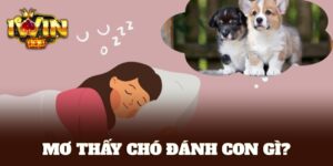 mơ thấy chó đánh con gì