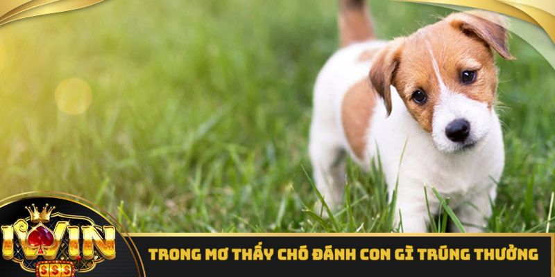 Trong mơ thấy chó đánh con gì trúng thưởng